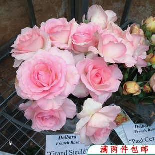水灵花园 玫瑰超大花朵戴尔巴德切花灌木 伟大世纪月季