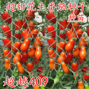 花生番茄种子超甜小西红柿种籽特色圣女果樱桃番茄种苗子超越409