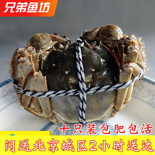 10只装 北京闪送大闸蟹满黄满膏鲜活螃蟹河蟹5.0 只公母任选 4.0两