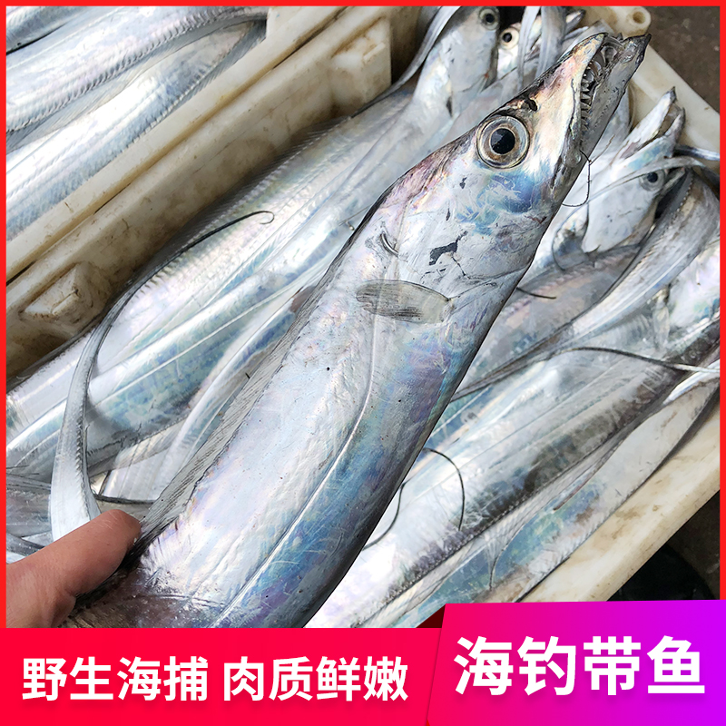 3斤5 6两 每条4 宁波舟山东海海钓带鱼新鲜小眼睛海鲜水产 6条