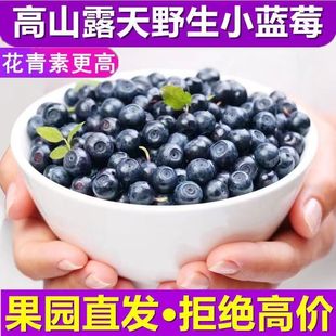 四川大凉山高山新鲜蓝莓现摘现发酸甜营养多汁孕妇花青素水果1斤