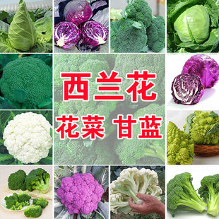 播蔬菜种子绿霸王西兰花家庭花青花椰菜种子甘蓝包菜花菜籽 四季
