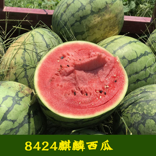 南方水果孑 甜王8424西瓜蔬菜种子苗特大高产懒汉巨型种籽春夏四季