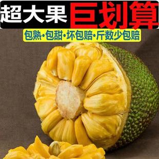 热带 菠萝蜜一整个 大树木菠萝 当季 27斤海南新鲜黄肉干苞包