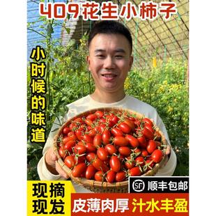 丹东409柿子现摘花生草莓碱地小柿子圣女果小番茄孕妇水果顺丰5斤