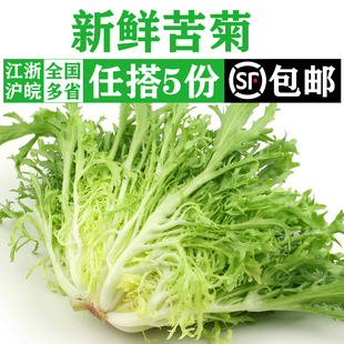 新鲜苦菊500g 苦细叶生菜 西餐生吃蔬菜沙拉色拉食材配菜 苦苣菜