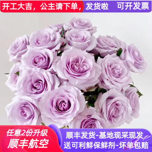 A级紫色玫瑰花海洋之歌云南鲜花基地直发家用水养插花教师节顺丰