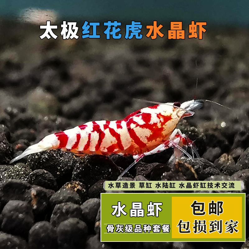 观赏水晶虾淡水太极红花虎台湾血统纯血练手繁殖幼苗工具除藻虾