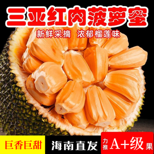 新品 种海南三亚红肉菠萝蜜5号干苞菠萝蜜一整个热带水果现摘 包邮