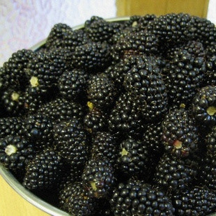 种黑莓黑莓果树苗种庭院盆栽地栽树苗 树莓苗当年结果黑树莓新品