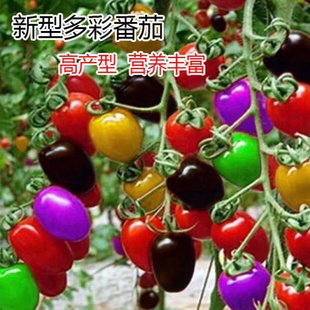 农家盆栽蔬菜种籽 小西红柿苗千禧籽季 多彩布瀑番茄种子圣女果春季