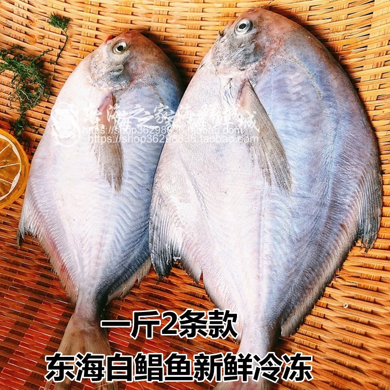新货东海白鲳鱼鲜活冷冻银鲳鱼新鲜平鱼深海鱼海鲜水产品2条装
