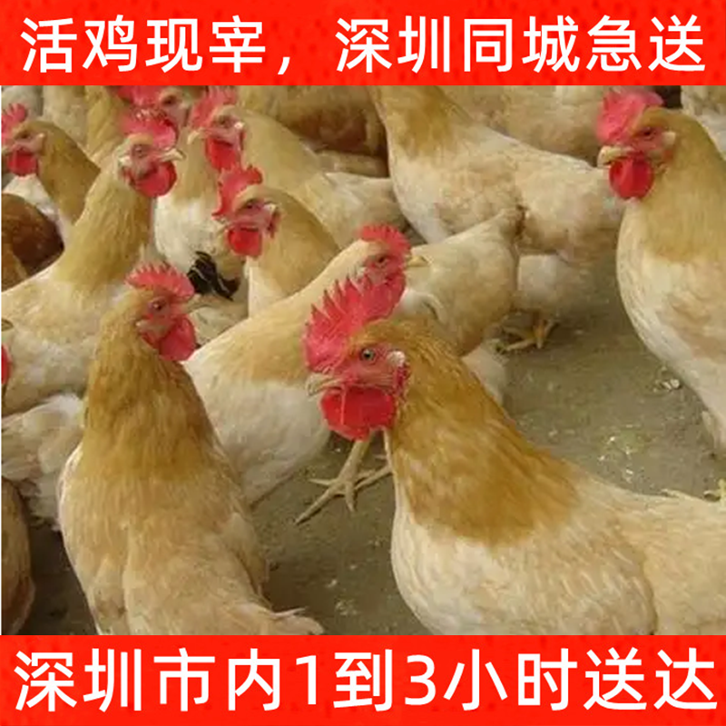 深圳同城配送1到3小时送达 老母鸡 果园放养五谷杂粮走地鸡土鸡