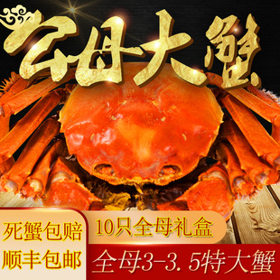 大闸蟹现货螃蟹全母3.5两螃蟹全母蟹特大苏州清水螃蟹 10只礼盒装
