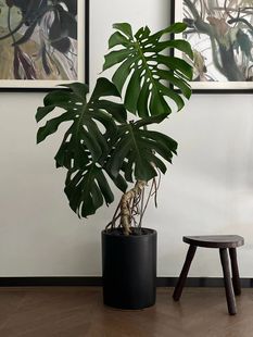 老桩龟背竹盆栽大型室内好养植物客厅观叶绿植净化空气除甲醛花卉