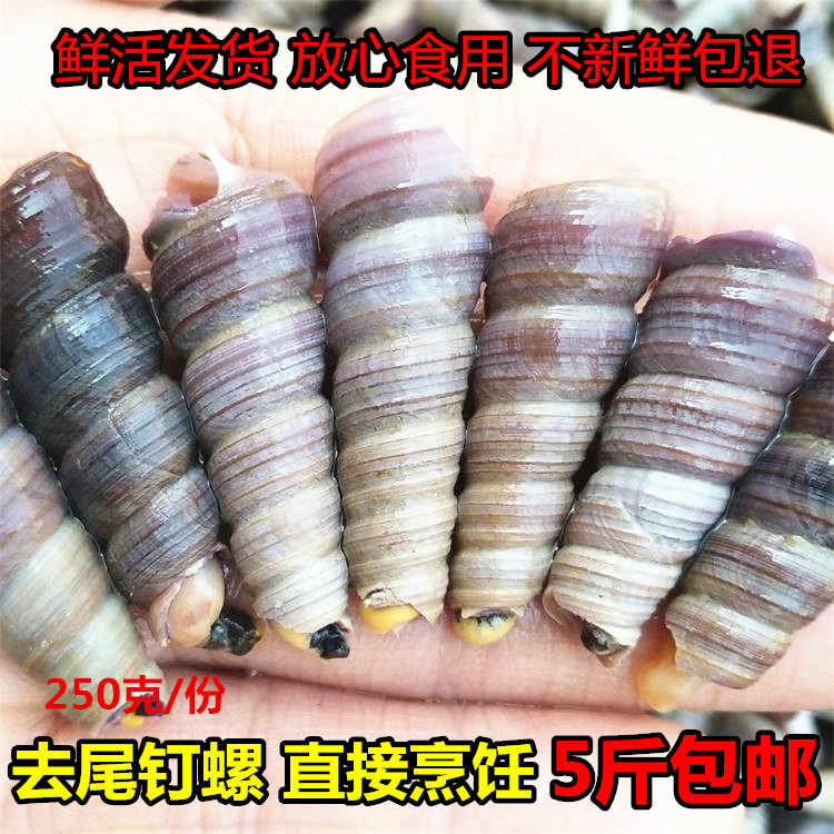 新鲜海鲜鲜活钉螺去尾钉螺海螺野生钉螺海螺丝水产贝类连云港特产