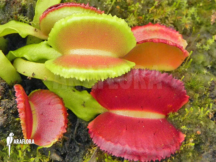 高端捕蝇草 Dionaea muscipula Space 空间捕蝇草 食虫植物