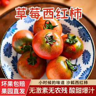 包邮 铁皮草莓柿子大连绿腚番茄新鲜低GI西红柿控糖孕妇水果5顺丰