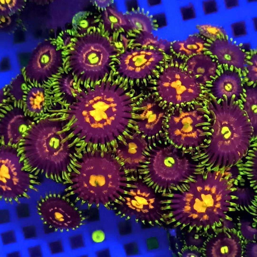 海水纽扣珊瑚海缸除藻生物海水珊瑚沙群海葵花群海葵造景海缸观赏