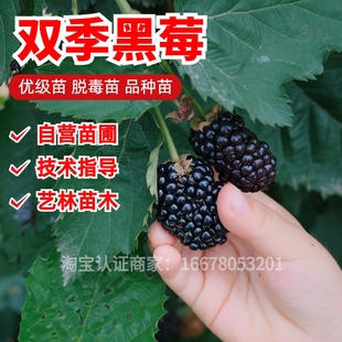 黑莓树莓活苗红树莓特大野生树莓苗南北方地盆栽种植当年结果 双季