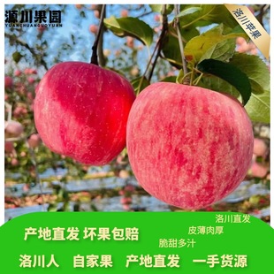 8.6斤洛川苹果脆甜多汁水 正宗洛川红富士苹果产地直发净重4.5