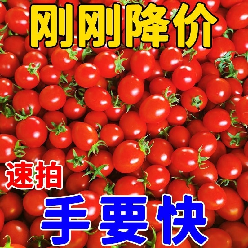 发 特产水果整箱批 新鲜千禧圣女果西红柿小柿子小番茄樱桃当季