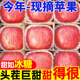 高原红富士苹果5斤10斤整箱现发 超划算苹果新鲜水果庆阳当季