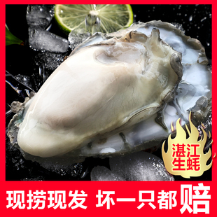 广东湛江生蚝新鲜10斤非乳山鲜大牡蛎海鲜贝壳5斤生蚝即食
