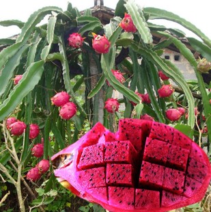 红绣球火龙果苗 四季 树苗盆栽当年结果室内南北方种植 红心火龙果