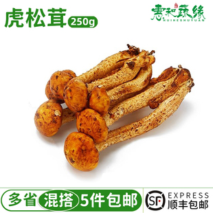 新鲜云南虎松茸菌250g食用菌菇虎纹姑特产火锅煲汤