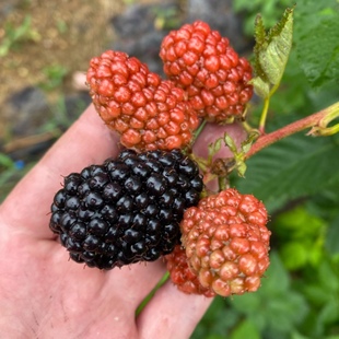树莓 9cm盆 覆盆子 苗组培黑莓 双季 南北方庭院阳台种植 黑莓