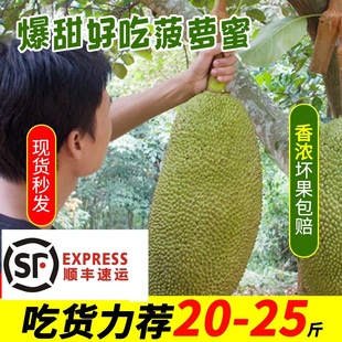 海南三亚菠萝蜜 黄肉干苞 55斤一级大果 现摘新鲜水果树菠萝15