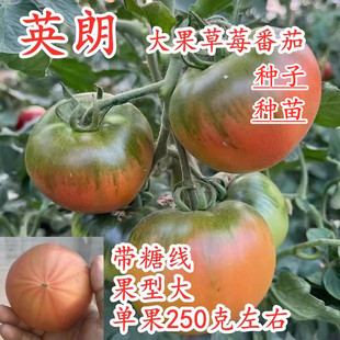 英朗 包邮 草莓番茄种子嘎啦果绿肩绿腚西红柿种籽丹东铁皮柿子苗子