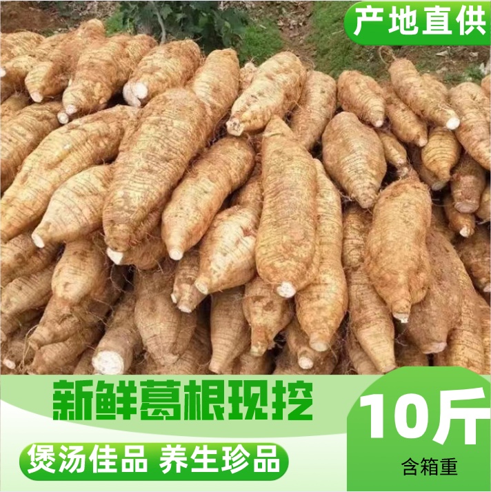 广西特产梧州 藤县和平粉葛 无渣煲汤佳品含箱10斤 新鲜葛根葛薯