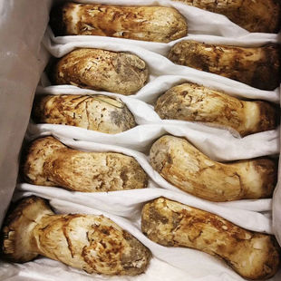 西藏松茸新鲜野生菌菇白蘑菇精品出口级7至9cm非云南冷链空运