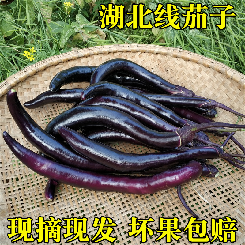 新鲜蔬菜瓜果4斤 新鲜紫茄子湖北天门农家自种线茄子应季