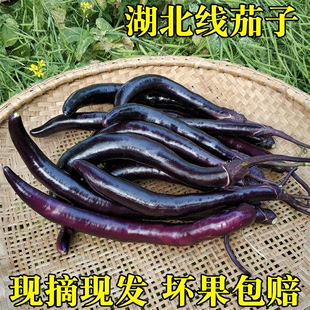 新鲜紫茄子湖北天门农家自种线茄子应季 包邮 新鲜蔬菜瓜果 顺丰