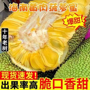 海南三亚菠萝蜜新鲜水果当季 包邮 35斤整个 木波罗蜜黄肉整箱20斤
