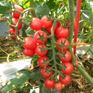 蔬菜种孑大全 春季 圣女果种子千禧小番茄小西红柿种籽阳台盆栽四季