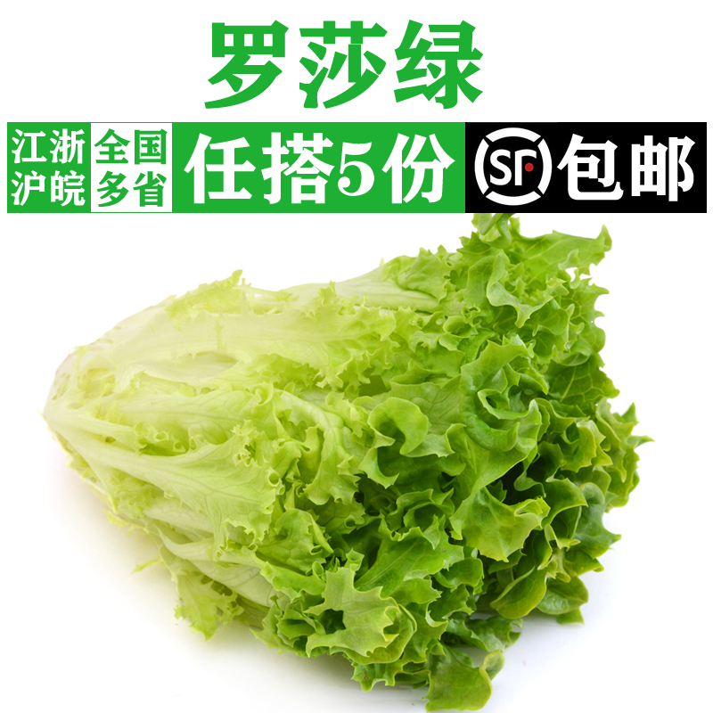 花边花叶绿叶生菜西餐健身轻食生吃沙拉蔬菜食材 新鲜罗莎绿500g