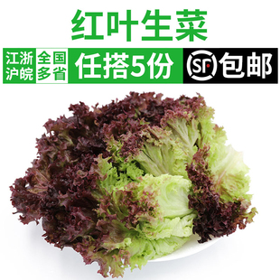 新鲜红叶生菜500g 包邮 满5件 罗莎红紫叶生菜蔬菜沙拉食材色拉菜
