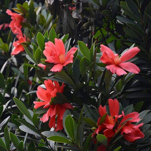 四季 杜鹃红山茶树苗盆栽红色 室内阳台庭院绿植 茶花开花不断