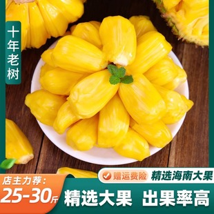 海南菠萝蜜新鲜水果黄肉干苞菠萝蜜一整个新鲜水果 包邮 红 整箱当季