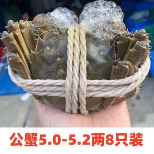 重庆现货螃蟹鲜活大闸蟹5.0 5.2两特大公蟹8只装 水产鲜活蟹礼盒装
