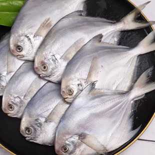 鲜冻食品新鲜海鲜食材每斤10条左右 无冰衣冷冻鱼 银鲳鱼净重3斤装