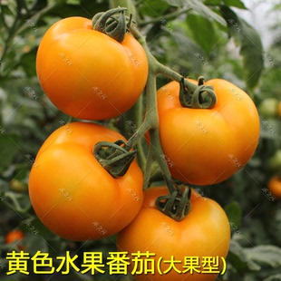 秋农家沙瓤蔬菜种孑 盆栽春季 大黄毛粉番茄种子水果西红柿种籽四季