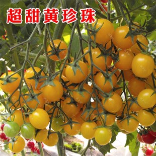 苗子西红柿种籽蔬菜种孑 四季 超甜黄珍珠樱桃番茄种子盆栽阳台春季
