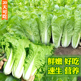 青蔬菜菜种籽大全种孑 小白菜种籽苗春秋冬季 快菜种子小白菜籽四季