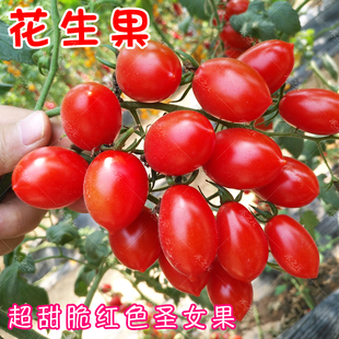 阳台高产孑 春季 花生果超甜圣女果种子樱桃番茄西红柿种籽盆栽四季