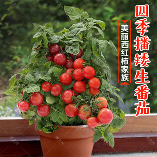 春阳台籽 矮生盆栽番茄种子草莓蔬菜种孑苗樱桃小西红柿圣女果四季